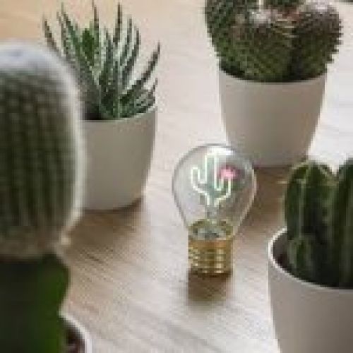 bombilla cactus 4